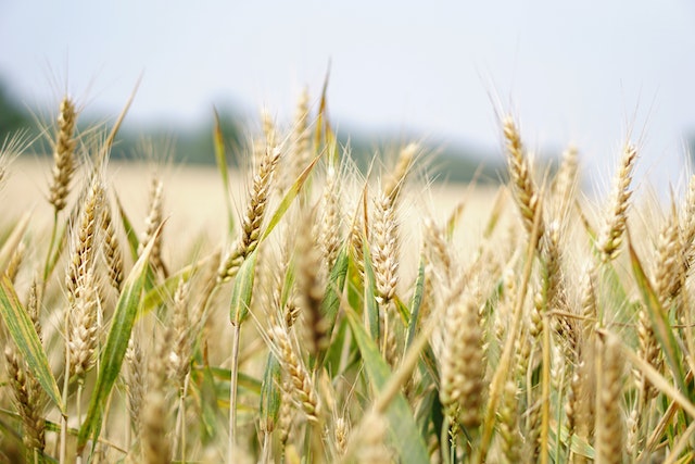 Agricultura y Ganadería